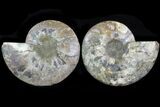 Cut & Polished Ammonite Fossil - Agatized #78328-1